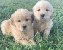 Gorgeous Golden retriever puppies available