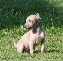 Italian Greyhound puppies for sale