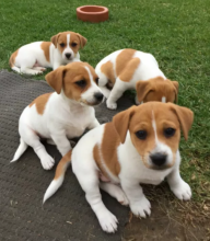 Jack Russell puppies for sale for sale