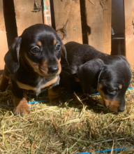 Long and short hair Dacshund puppies for sale