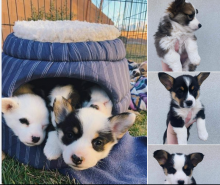 Pembroke welsh corgi Puppies Ready to go now Contact .... gonzalezvldmr@gmail.com For more