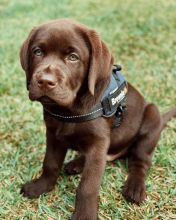 Sweets Labrador puppies