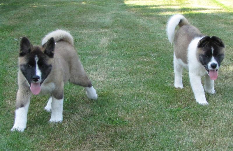 Akita Pup Available Now Image eClassifieds4u