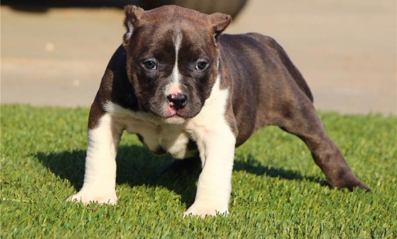 American Pitbull Puppies Available Image eClassifieds4u