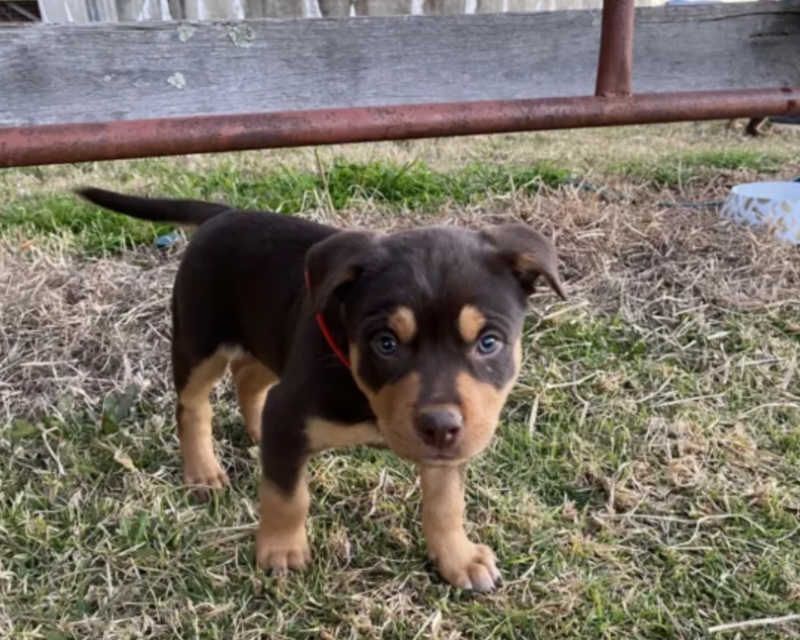 Australian kelpie puppies for sale Image eClassifieds4u