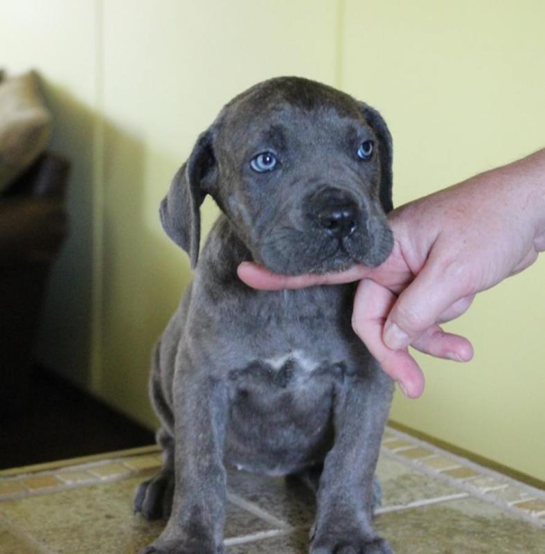 Awesome Cane Corso Puppies Image eClassifieds4u