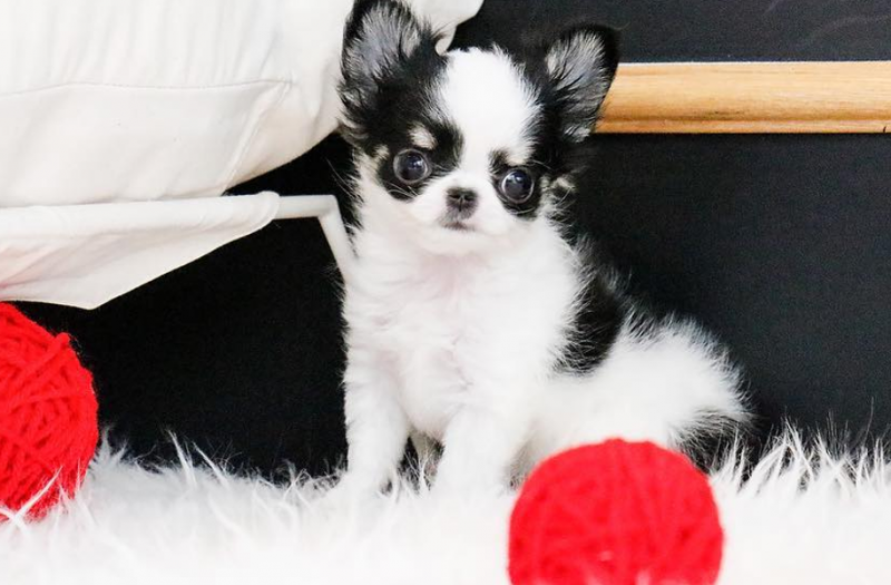 chihuahua puppies available Image eClassifieds4u