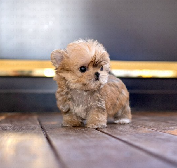 Cute Morkie puppies available Image eClassifieds4u