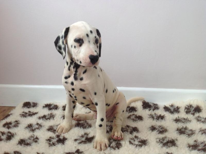 Dalmatian Puppies for Adoption Image eClassifieds4u