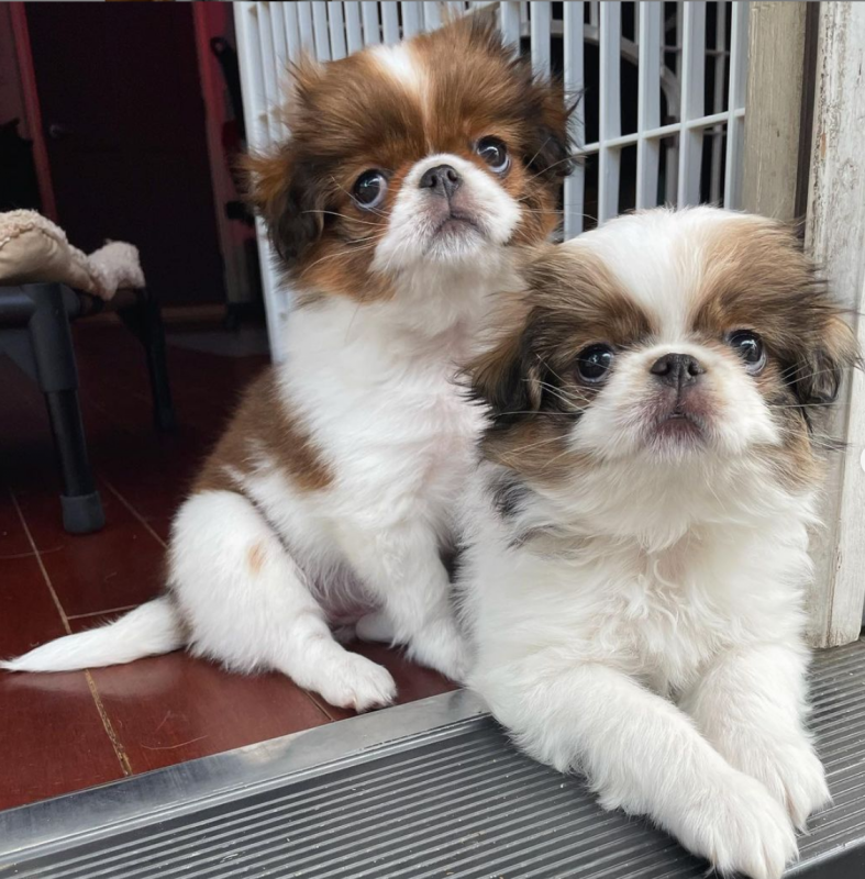 Japanese Chin puppies available Image eClassifieds4u