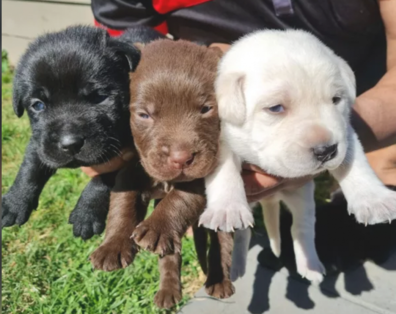 Labrador puppies available Image eClassifieds4u