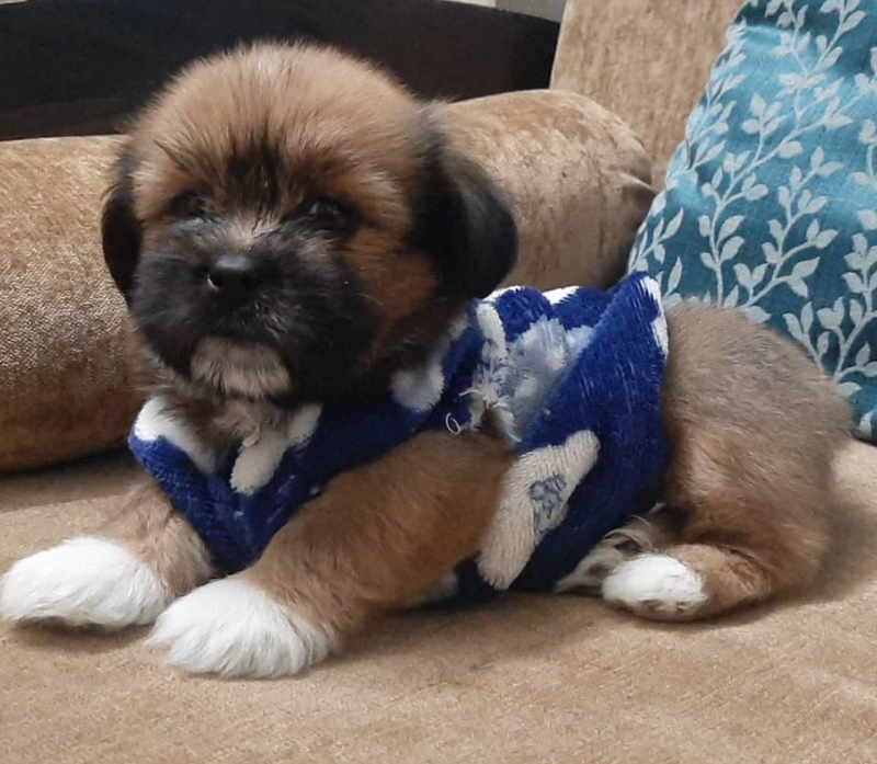 Lhasa Apso puppies available Image eClassifieds4u