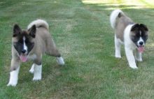 Akita Pup Available Now Image eClassifieds4U