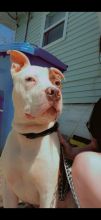 American red nose pitbull Image eClassifieds4u 3