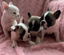 Bulky French bulldog puppies for sale Image eClassifieds4u 2