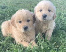 Gorgeous Golden retriever puppies available Image eClassifieds4u 1