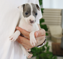 Italian Greyhound puppies for sale Image eClassifieds4u 2