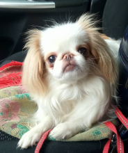 Japanese Chin puppies available Image eClassifieds4u 1