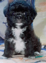 Lhasa Apso puppies available Image eClassifieds4u 3