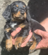 Long and short hair Dacshund puppies for sale Image eClassifieds4u 3