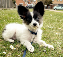 Purebred Papillon puppies available Image eClassifieds4u 2