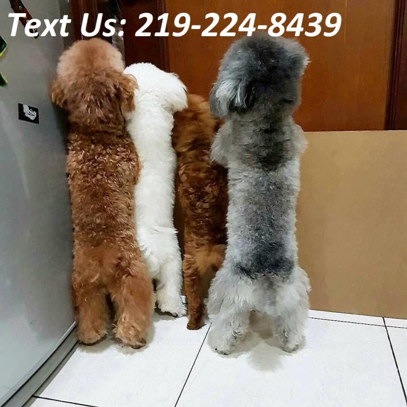 *Adorable Toy Poodle Ready Now* Image eClassifieds4u