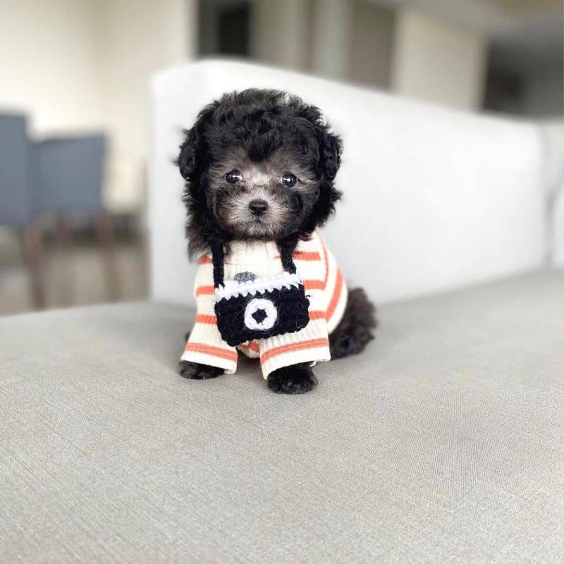 *Adorable Toy Poodle Ready Now* Image eClassifieds4u