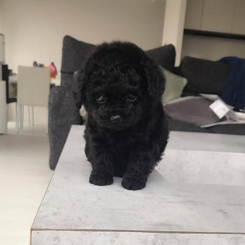 *Adorable Toy Poodle Ready Now* Image eClassifieds4u