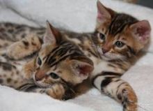 Full shot Bengal kittens with boolet.// Docs