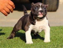 Active Male And Female American PITBULL Puppies for Adoption