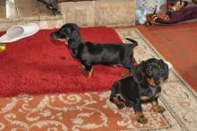 Adorable Dachshund Puppies