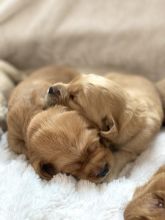 Adorable Labradoodle Puppies