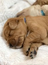 Adorable Labradoodle Puppies