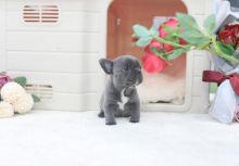 AKC quality French Bulldog Puppy for free adoption!!!