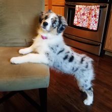 Australian Shepherds for Adoption