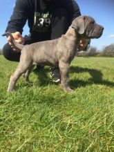 Awesome Cane Corso Puppies