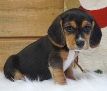 Beautiful Beagle Pups Available