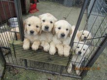 beautiful chunky golden retriever puppies.---