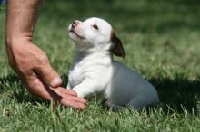 Beautiful Male Jack Russel Terrier Puppy==