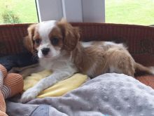 Cavalier King Charles Spaniel