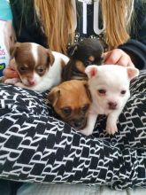 Chihuahua Puppies ready for new families.Email cheyannefennell@gmail.com or text (228)-900-8184