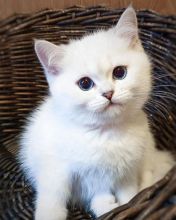 Cool and amzing of all British shorthair kittens[*]
