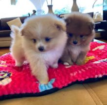 Cut loving and adorable male and female Pomeranian puppies for adoption