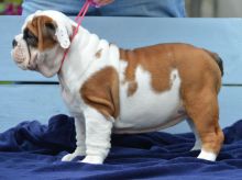 English Bulldog Puppies