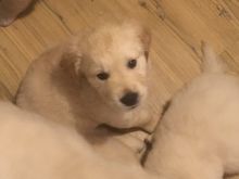 Golden Retriever Puppies Available for adoption[rhinatarnja@gmail.com]