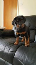 Good Looking Doberman Puppies