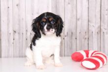 Good Looking er Spaniel Puppies For Adoption.