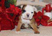 Gorgeous English Bulldog puppies available