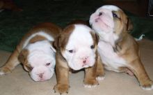 Gorgeous English Bulldog puppies available