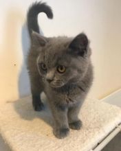 gorgeous male and female British shorthair kittens